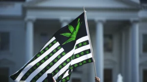 大麻股暴涨30%！AiF：川普重新分类是行业“正名”与“黑钱”洗白良机